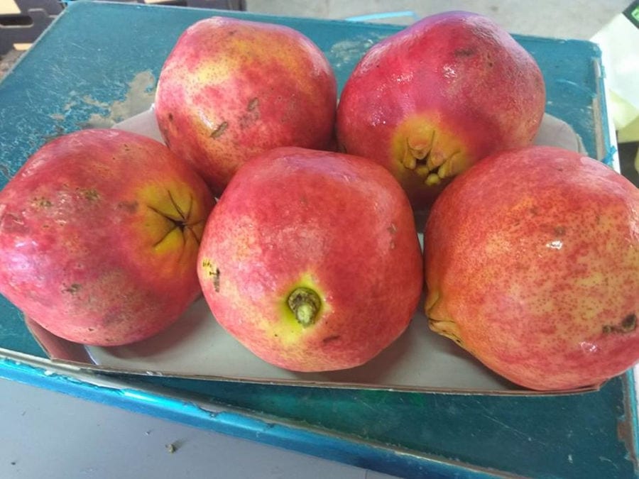 five pomegranates on the plateau at Drupes company